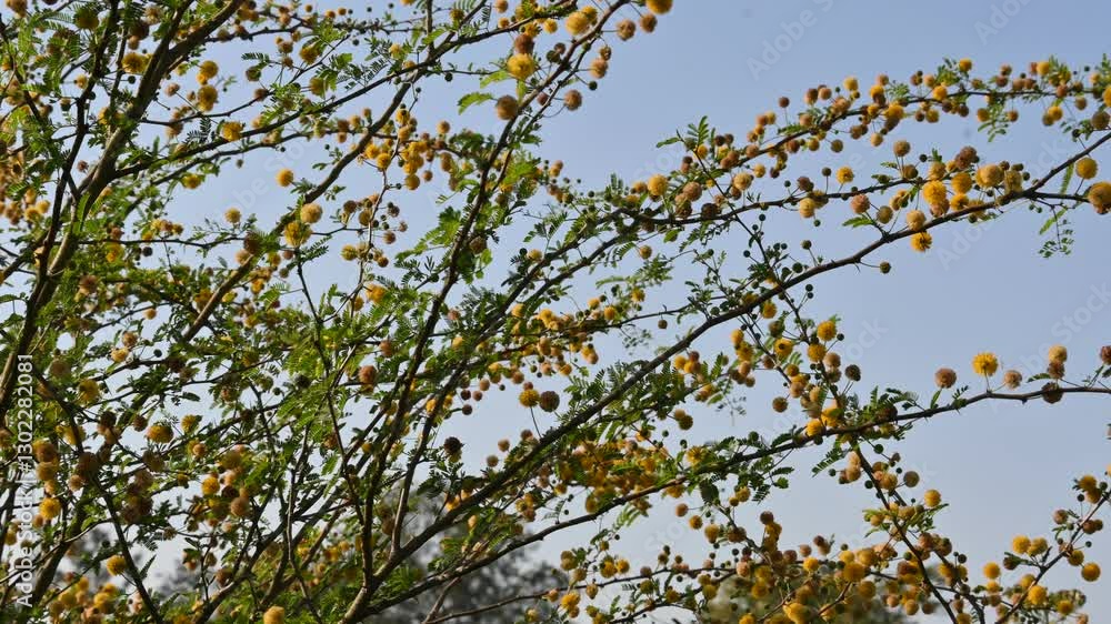 Vachellia nilotica flowers. Its other names gum arabic tree, babul, thorn mimosa, Egyptian acacia and thorny acacia. This is a tree in the family Fabaceae. Yellow Wildflower.
Vachellia nilotica flowers. Its other names gum arabic tree, babul, thorn mimosa, Egyptian acacia and thorny acacia. This is a tree in the family Fabaceae. Yellow Wildflower.