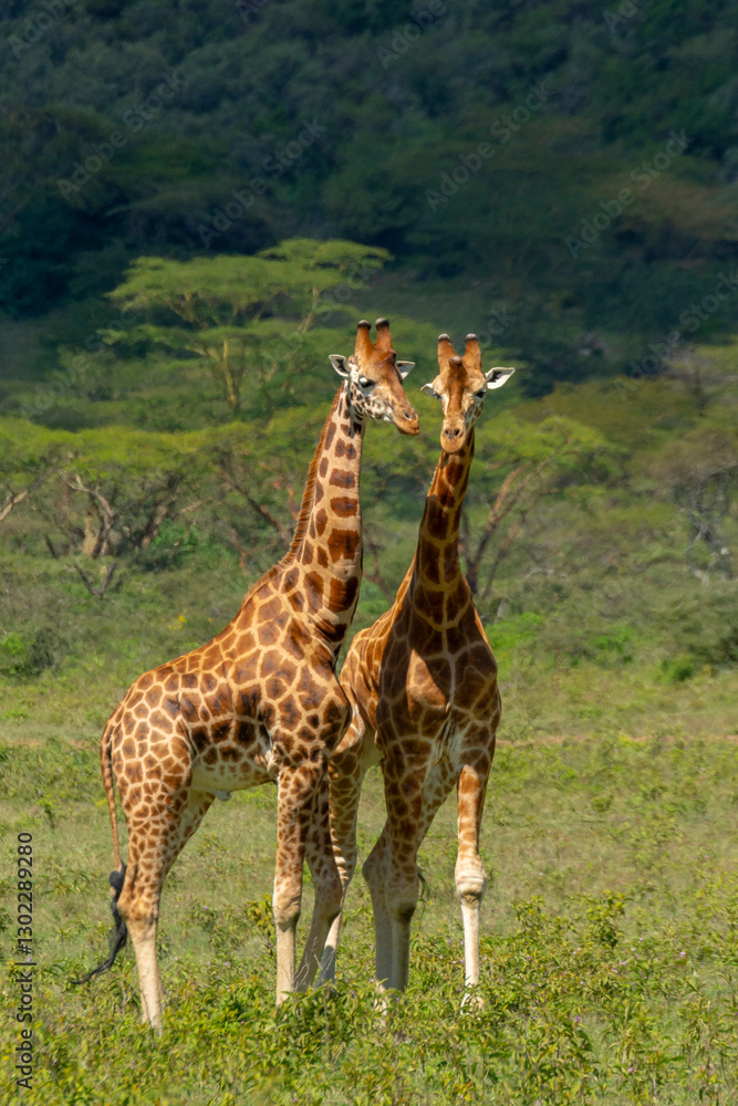 Obraz premium Rothschild's giraffe, Baringo giraffe or Ugandan giraffe (Giraffa camelopardalis rothschildi). One of the most endangered giraffe species, they have 3 ossicones (horns). Lake Nakuru. Nakuru. Kenya.