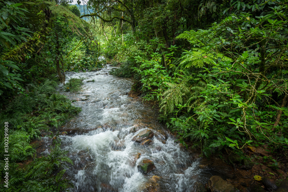 A clean mountain river flowing through dense, green rainforest vegetation in Bwindi Impenetrable Forest National Park. Uganda. A clean mountain river flowing through dense, green rainforest vegetation in Bwindi Impenetrable Forest National Park. Uganda.