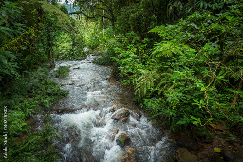 A clean mountain river flowing through dense, green rainforest vegetation in Bwindi Impenetrable Forest National Park. Uganda.