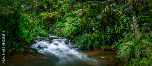 A clean mountain river flowing through dense, green rainforest vegetation in Bwindi Impenetrable Forest National Park. Uganda.