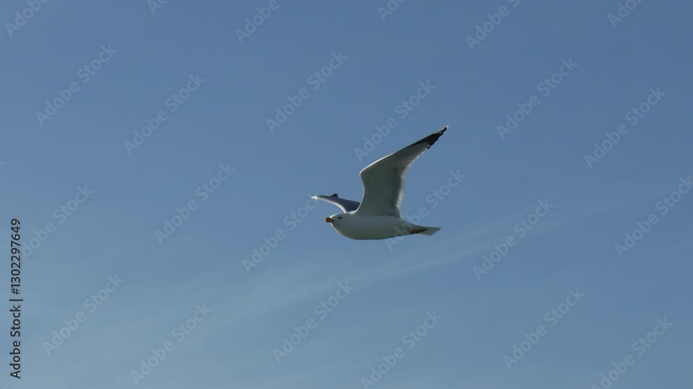 Seagull Flight Sky Coastal Bird Soaring Daytime: Ocean Breeze, Wildlife Photography. Seagull Flight Sky Coastal Bird Soaring Daytime: Ocean Breeze, Wildlife Photography.