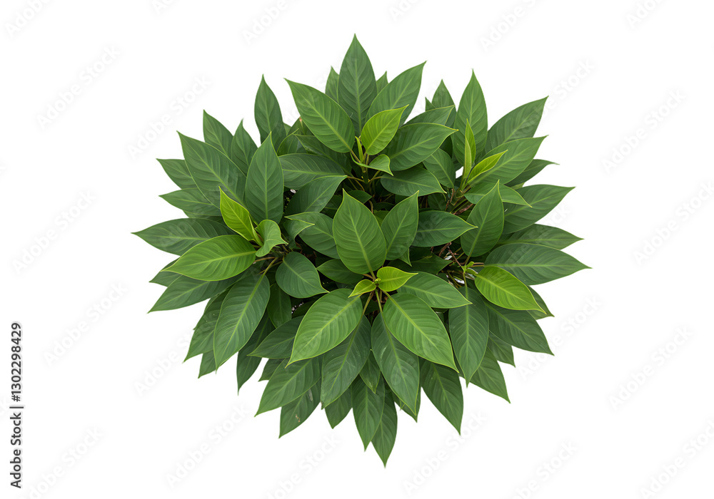 Lush Green Foliage Cluster with Vibrant Leaves Perfect for Nature Themes and Botanical Illustrations on Isolated Background Lush Green Foliage Cluster with Vibrant Leaves Perfect for Nature Themes and Botanical Illustrations on Isolated Background