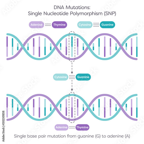 Single Nucleotide Polymorphism SNPs DNA Mutation diagram