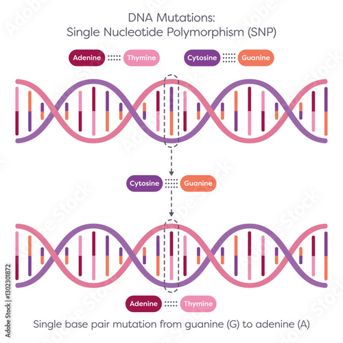 Single Nucleotide Polymorphism SNPs DNA Mutation diagram