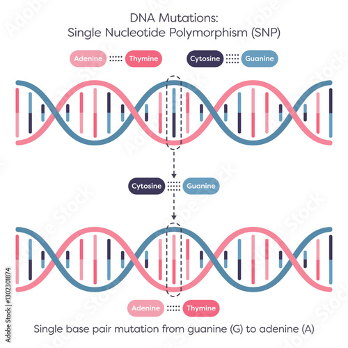 Single Nucleotide Polymorphism SNPs DNA Mutation diagram