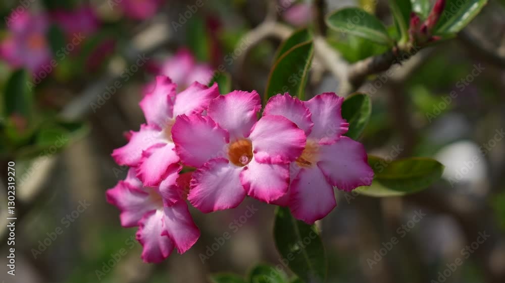Beautiful pink flowers bloom in vibrant garden filled with natures green plants. Beautiful pink flowers bloom in vibrant garden filled with natures green plants.