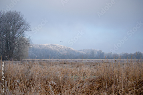 Winter hill idyll with frost-covered trees