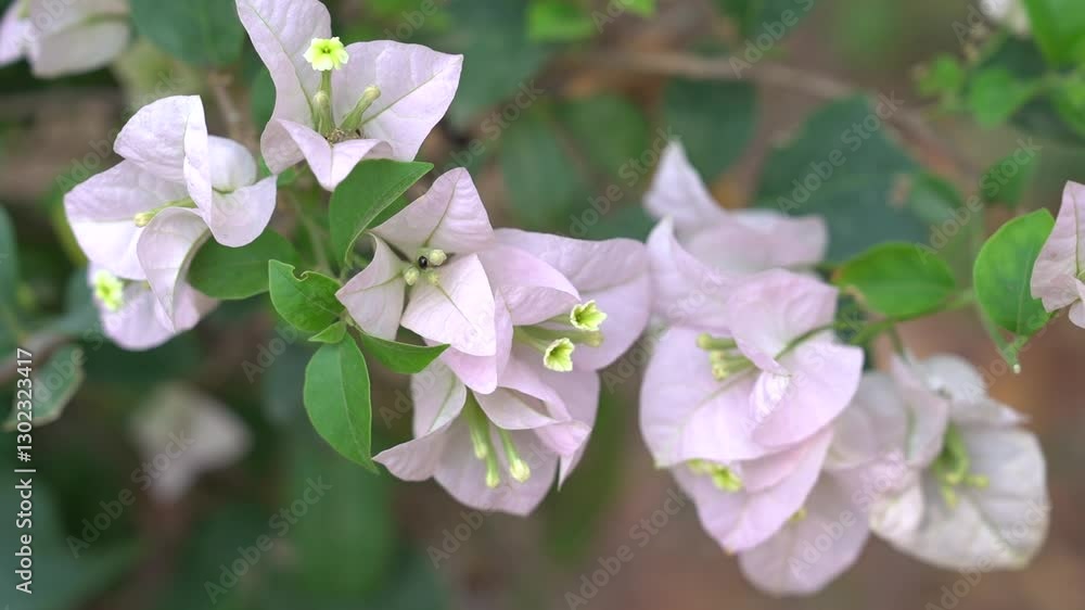 Bougainvillea flowers showcase soft pink hues and vibrant green leaves, enhancing any gardens Bougainvillea flowers showcase soft pink hues and vibrant green leaves, enhancing any gardens