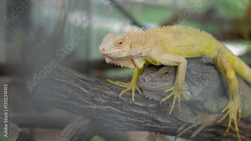 A captivating close-up features two iguanas, one with a unique yellowish hue perched atop a gray one.