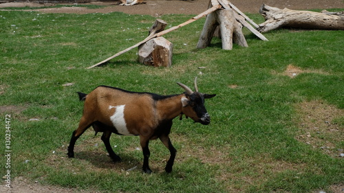 A brown and black goat with a distinctive white stripe walks across a grassy field.