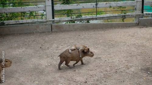 A small monkey comfortably riding on the back of a capybara.