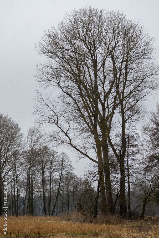 Majestic Bare Tree in a Tranquil Winter Landscape – Serene Nature Scene Majestic Bare Tree in a Tranquil Winter Landscape – Serene Nature Scene