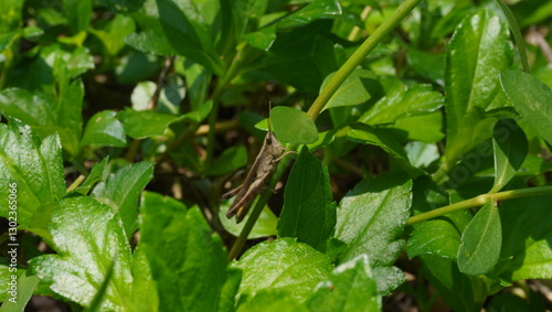 Wallpaper Mural grasshoppers on grass stalks Torontodigital.ca
