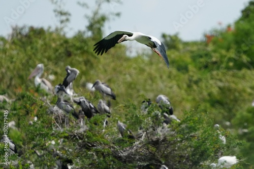 Pelicans, Panted Storks, Marabou Storks and many more species live naturally in the Bangkok Open Zoo, Thailand.
