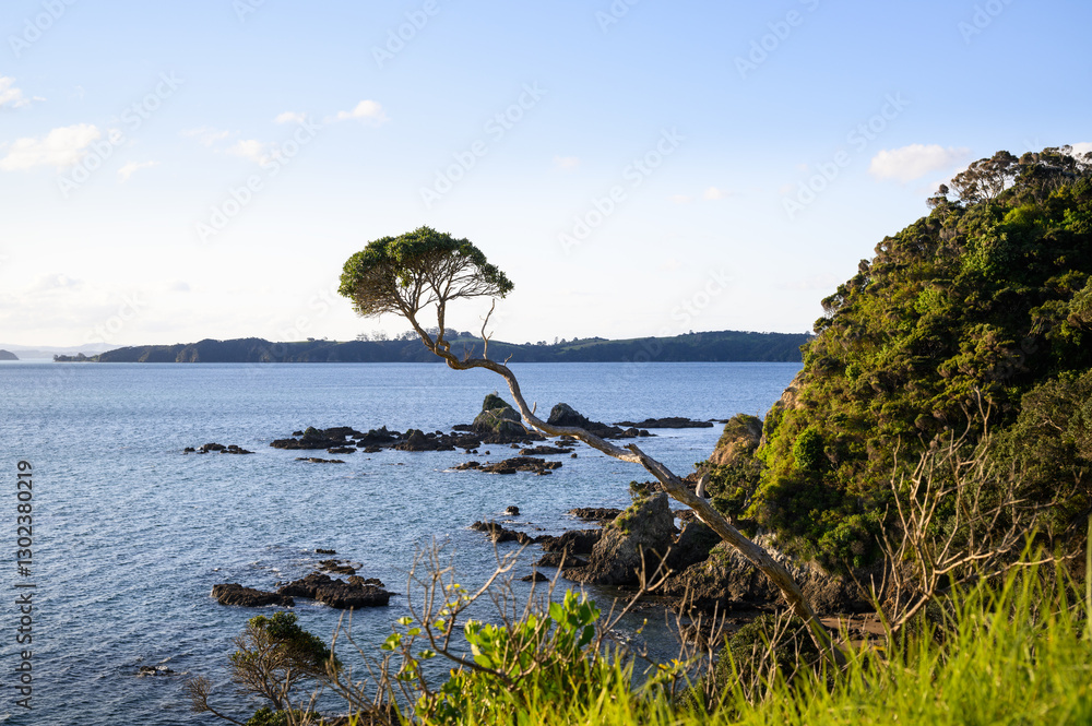 A lone Pohutukawa tree at Tapeka Point. Russell. Bay of Islands. New Zealand.