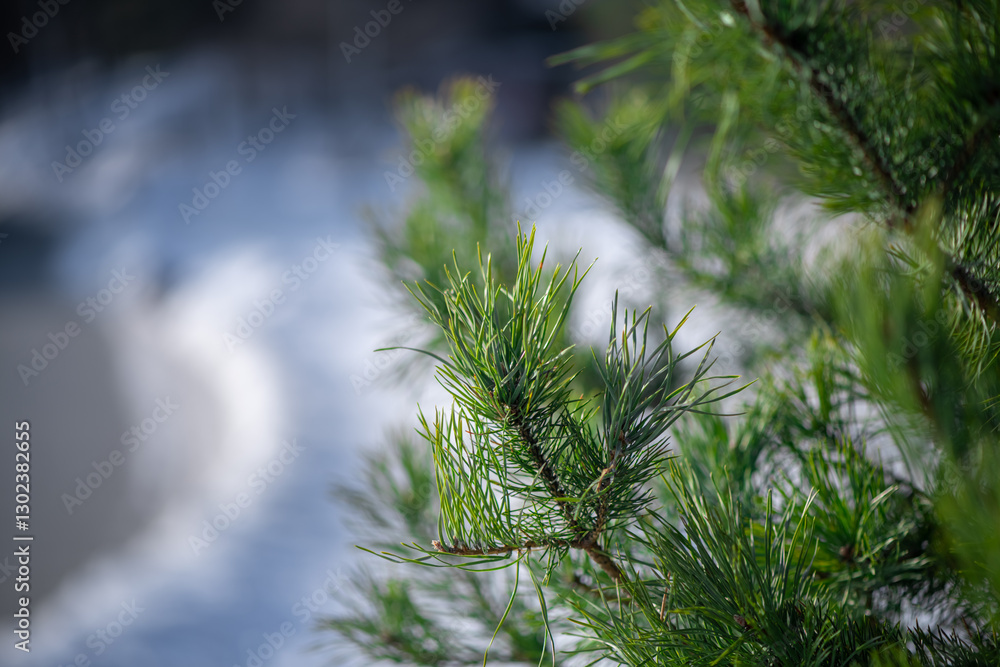 Lush green pine needles thrive on a branch, showcasing the intricate details and vibrant colors of nature's beauty, creating a serene and captivating scene Lush green pine needles thrive on a branch, showcasing the intricate details and vibrant colors of nature's beauty, creating a serene and captivating scene