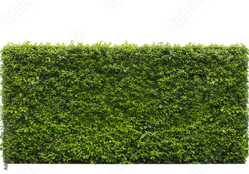 Lush Green Hedge Wall with Dense Foliage Creating a Natural Privacy Barrier in a Garden Landscape Setting
