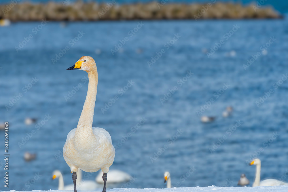 Obraz premium 雪の海岸に立つ白鳥の幼鳥。青森、合浦公園