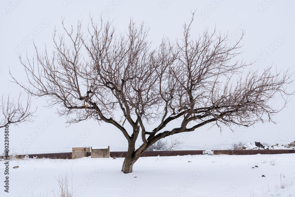 Fototapeta premium Snow, winter, tree, fog, frost, cold, snowfall