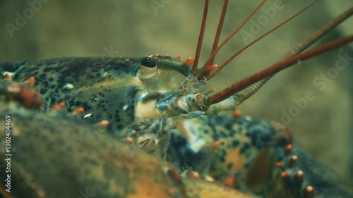  A close-up view of Homarus gammarus, known as the European lobster.