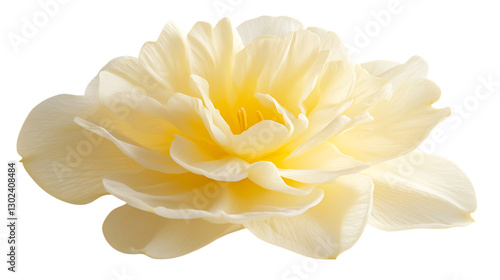 Close up of a pale yellow daffodil.