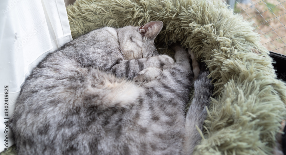 丸まって眠る可愛い猫　サバトラ猫