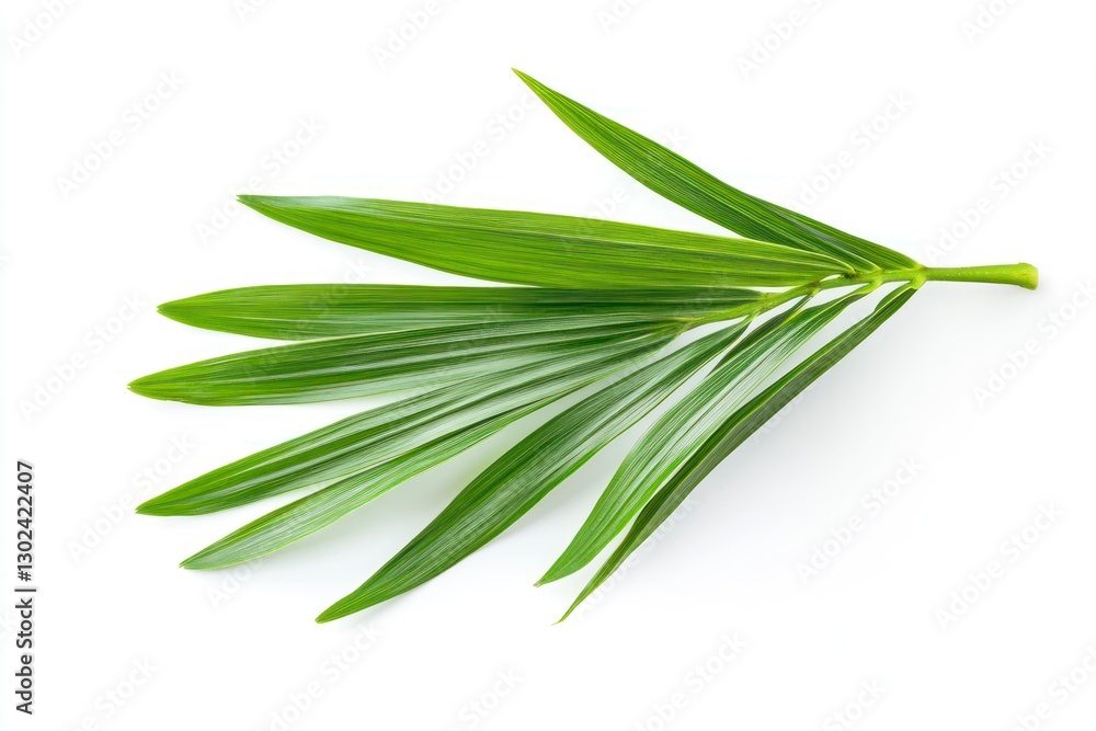 Fototapeta premium Palm leaf isolated on a white background, top view. Palm tree branch with green leaves. Flat lay, side view