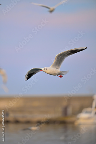 Seagull Flying Over Scenic Landscape