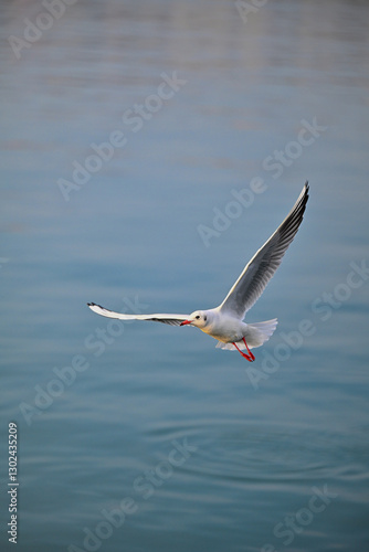 Seagull Flying Over Scenic Landscape