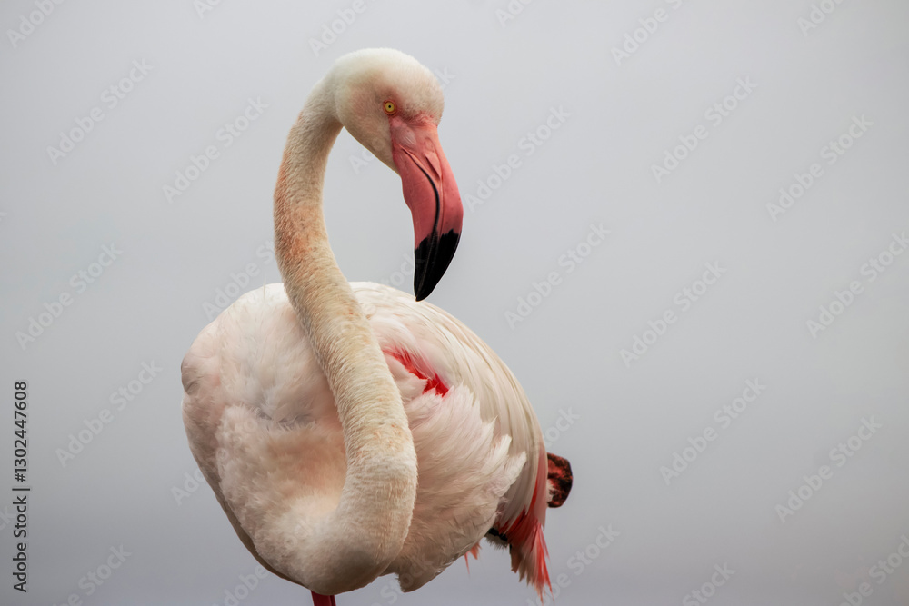 Fototapeta premium A close-up of a majestic flamingo against a clear blue sky. This detailed shot highlights the bird vibrant pink feathers and elegant posture, making it perfect for wildlife, nature, and conservation 