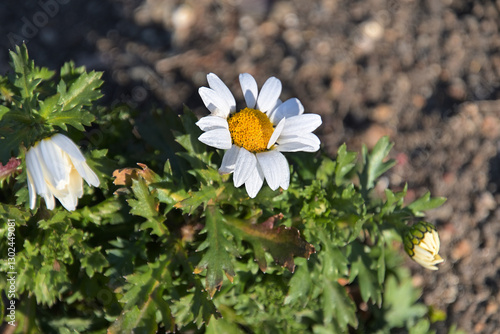 和名ではカンシロギクと呼ばれるノースポールの花