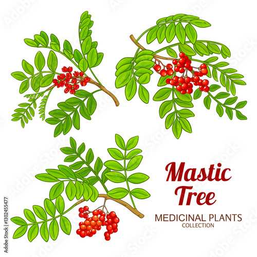 Mastic Tree Branch with Flowers, Berries and Leaves Colored Illustration. Essential oil ingredient for aromatherapy, health care, alternative medicine. Vector isolated for design or decoration.