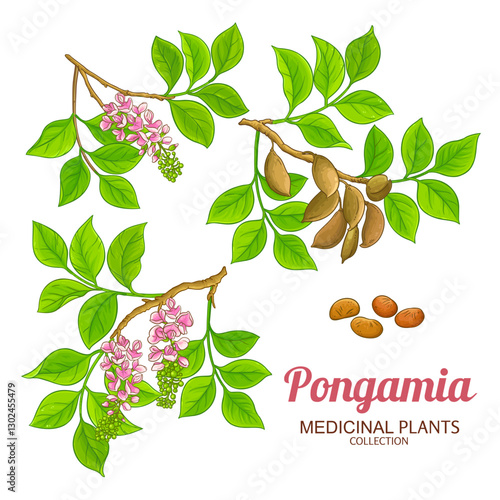 Pongamia Branch with Flowers, Fruits, Seeds and Leaves Colored Illustration. Essential oil ingredient for aromatherapy, health care, alternative medicine. Vector isolated for design or decoration.