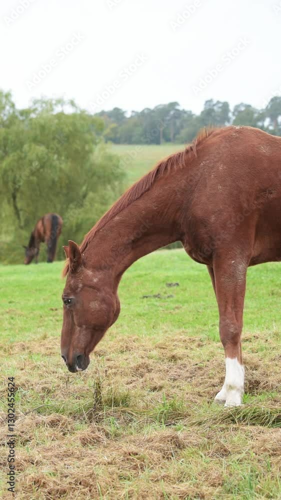 Vertical slow motion video of grazing brown horse eating grass and walking away in a pasture in the rural countryside Vertical slow motion video of grazing brown horse eating grass and walking away in a pasture in the rural countryside