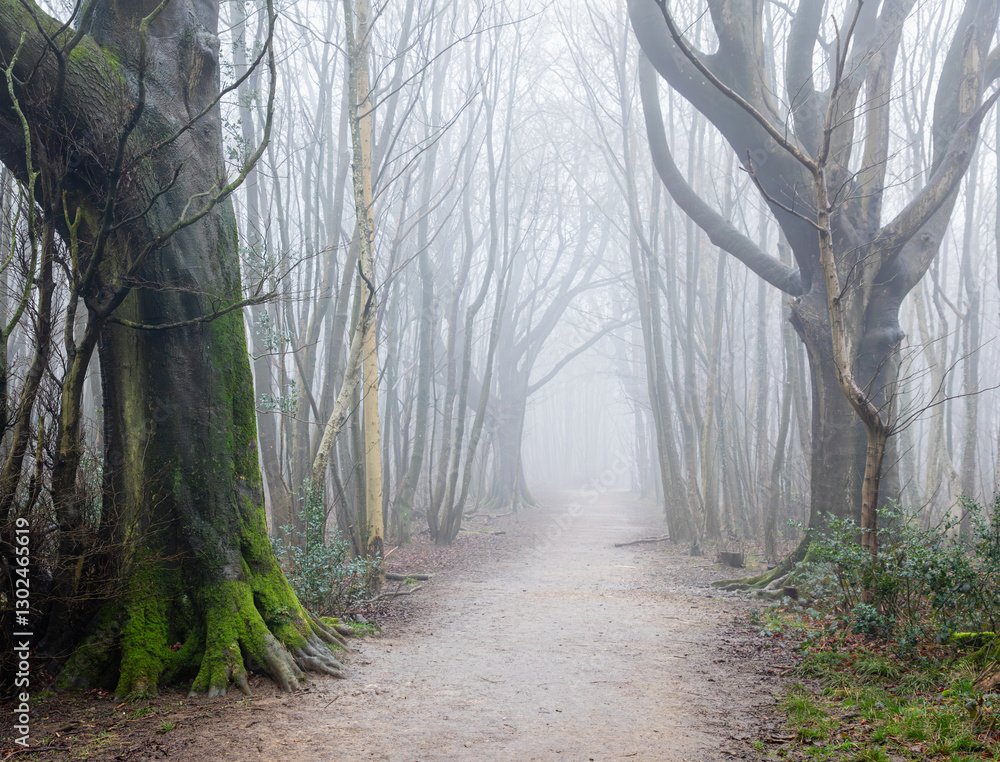 Naklejka premium Thick fog in the woodland of Stamner park Brighton east Sussex south east England UK