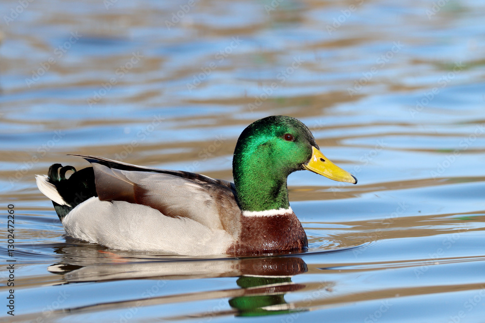 Fototapeta premium Mallard, male