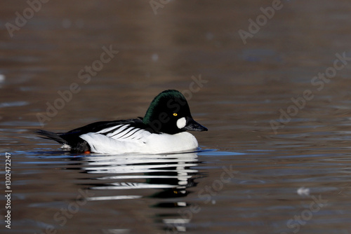 Photography Goldeneye
