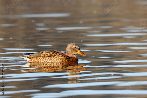 Canvas Print Mallard, female