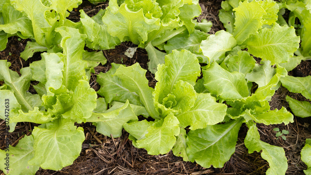 Fototapeta premium Non-toxic vegetable plant Organic with soil on farm ,Farmers hands holding fresh vegetables 
