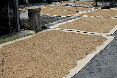 Rice grains spread out on mats, drying in the sun.