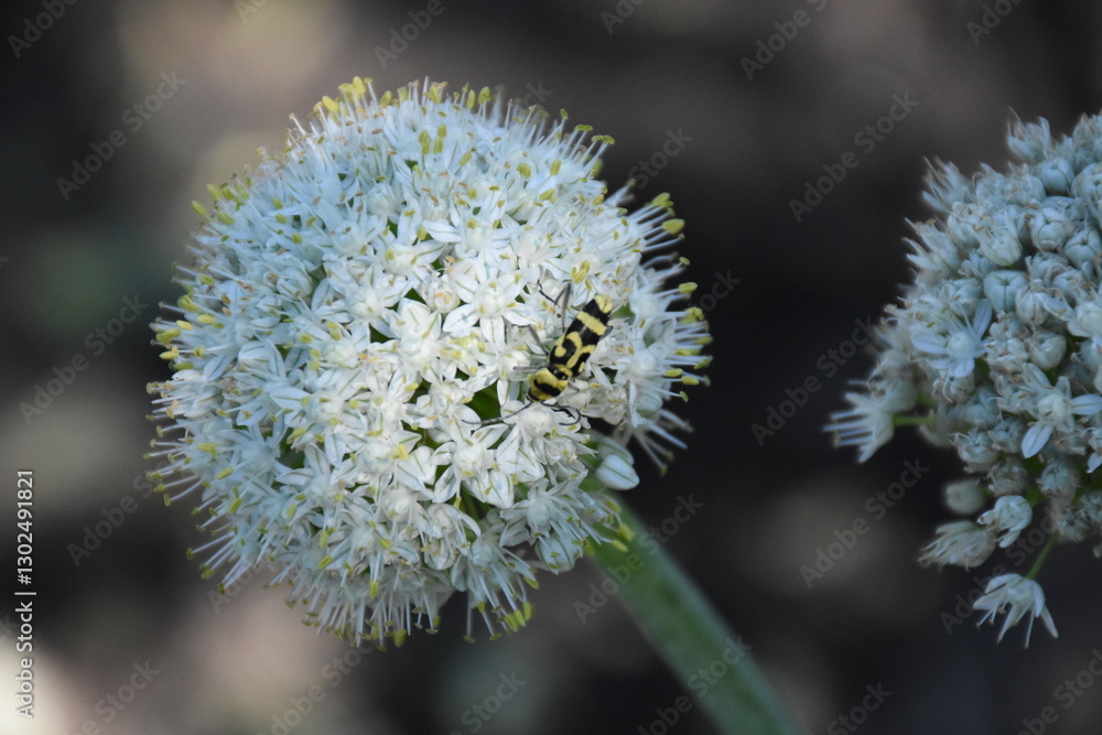 Ornamental Allium Blooming in a Summer Garden Ornamental Allium Blooming in a Summer Garden