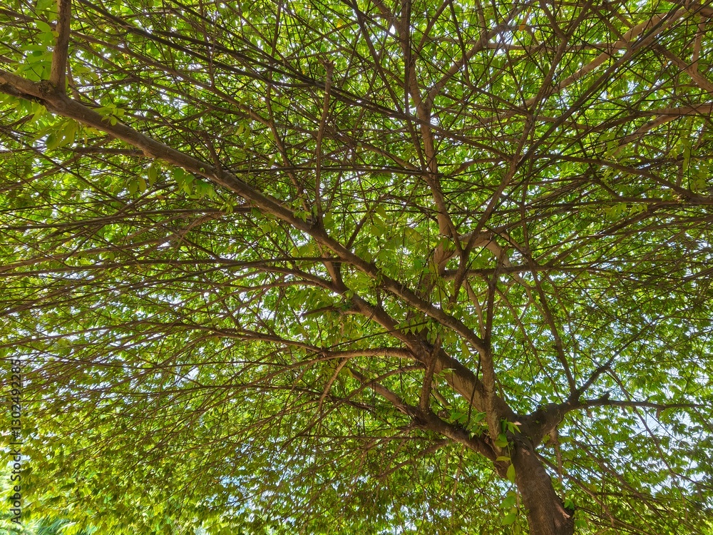Fototapeta premium Lush Green Canopy: A Tranquil View from Below