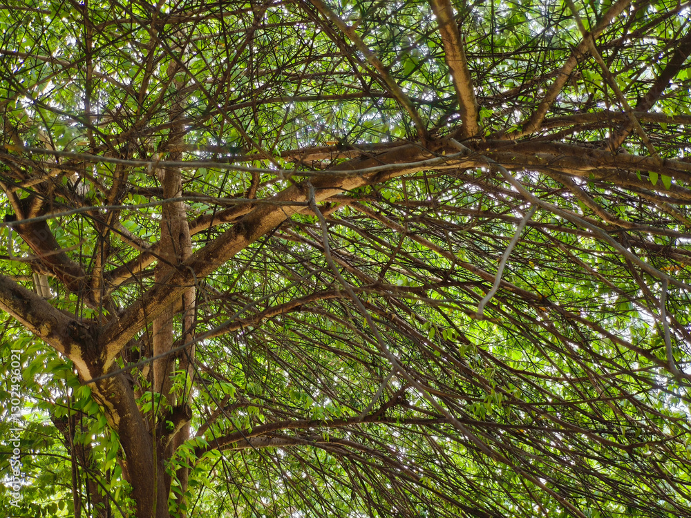 Fototapeta premium Graceful Branches: Nature’s Living Architecture