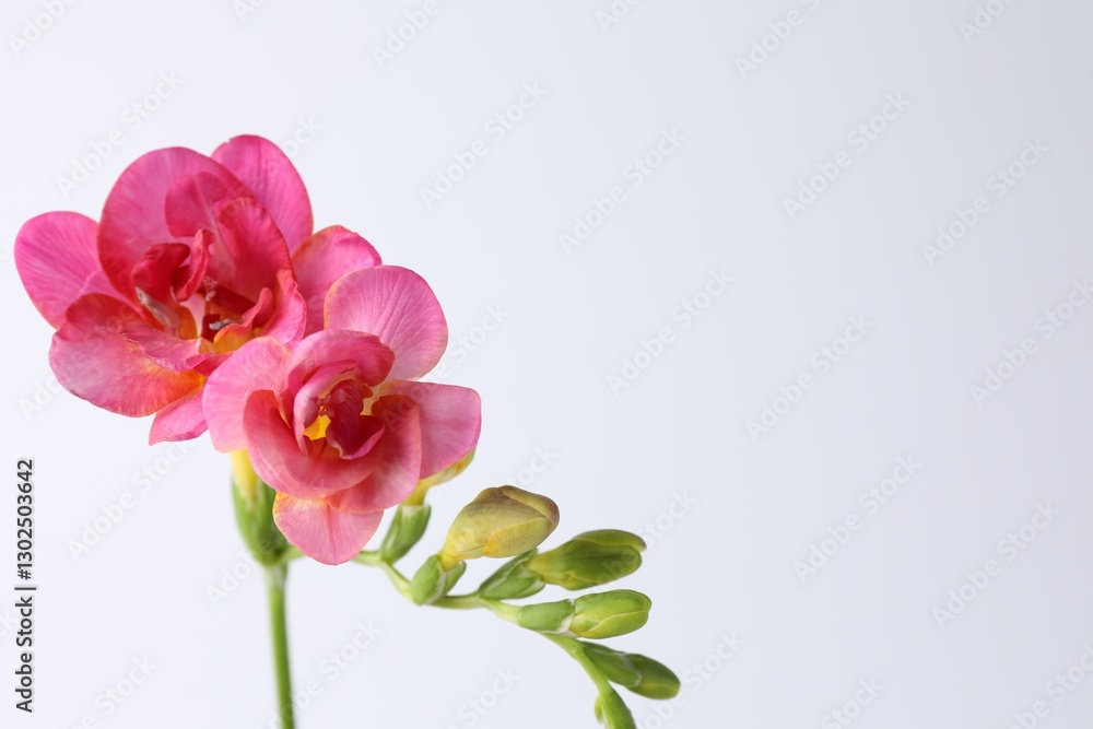Fototapeta premium Beautiful pink freesia flowers on white background, closeup. Space for text