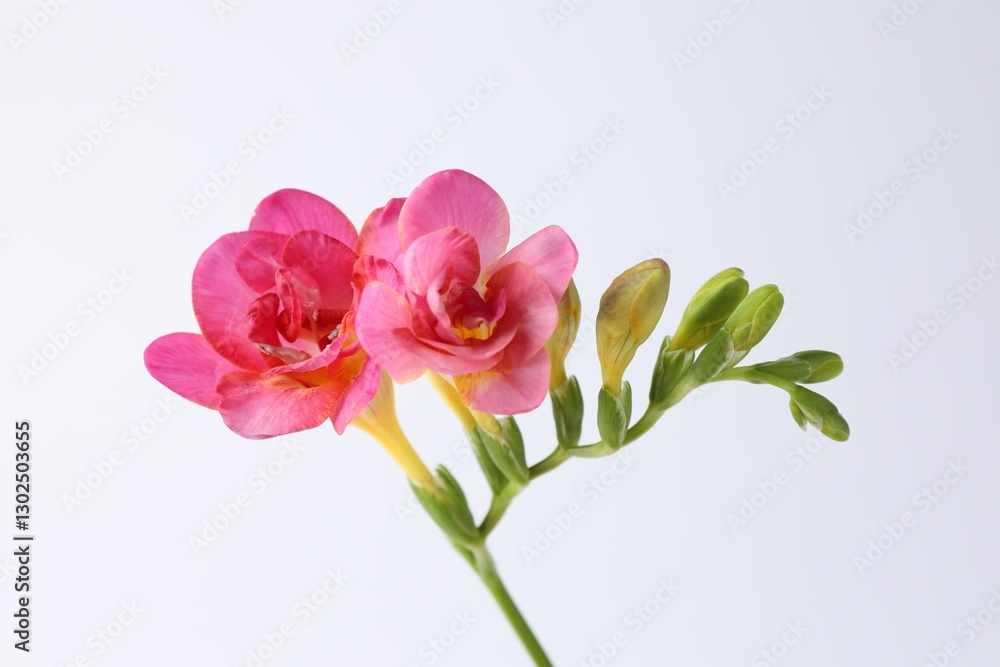 Beautiful pink freesia flowers on white background, closeup Beautiful pink freesia flowers on white background, closeup