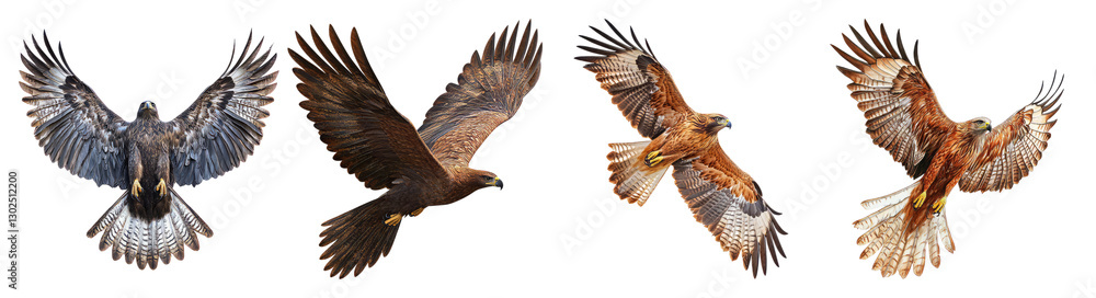 Obraz premium Detailed View of Four Birds in Flight Against a Transparent Background, PNG bundle collection, Isolated on Transparent Background
