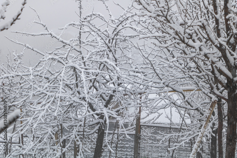 Obraz premium The trees in the orchard were covered with heavy snow The background is a gray sky with white clouds
