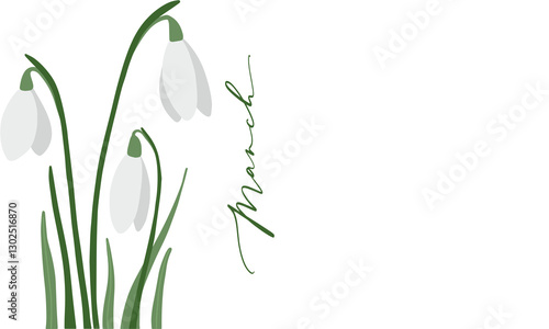 snowdrop flowers isolated on white