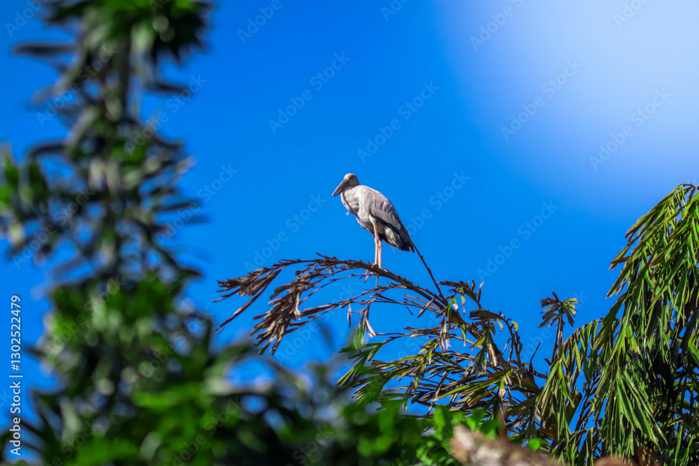 Asian Openbill Stork Perched. Stork on Tree Branch Asian Openbill Stork Perched. Stork on Tree Branch